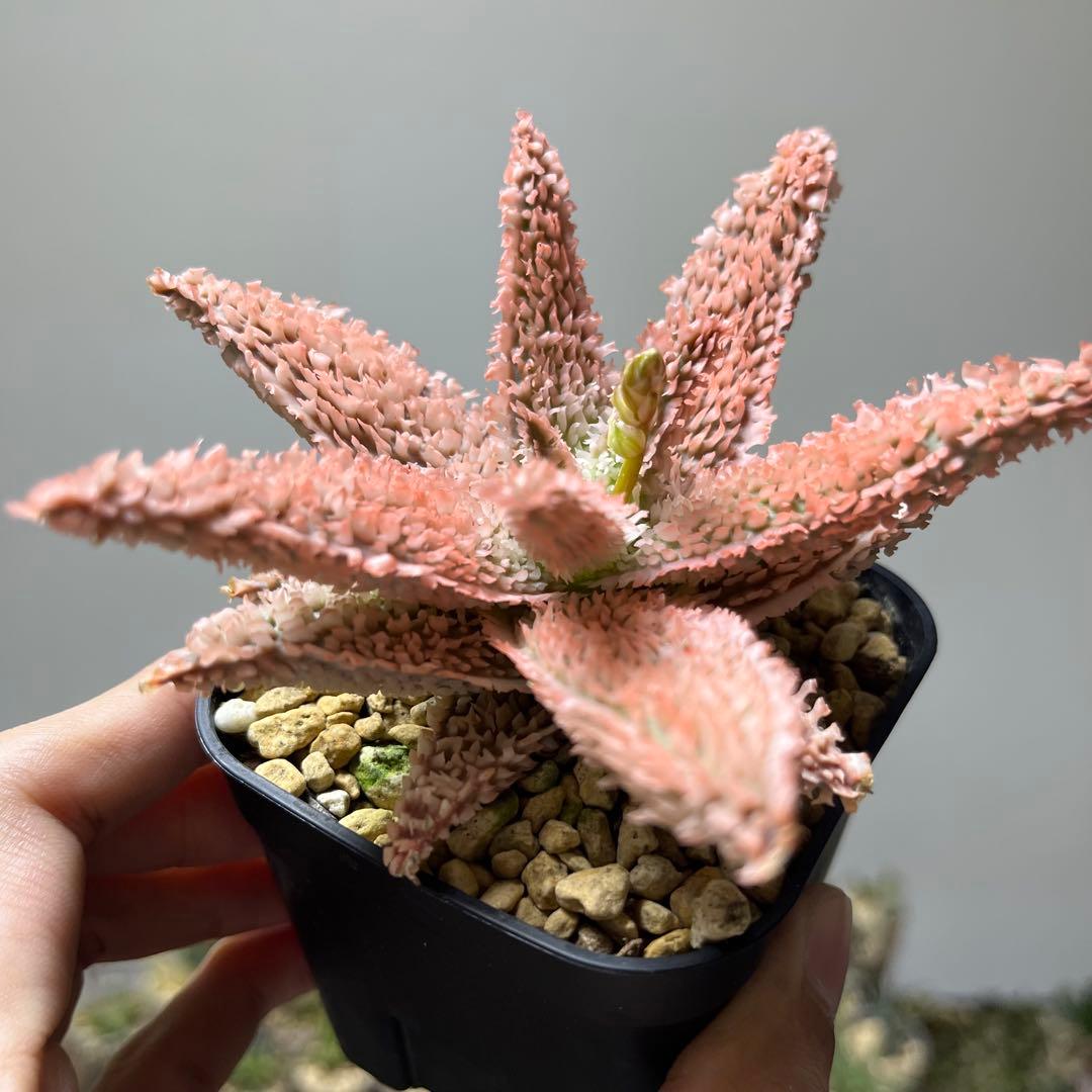 Belfiore Succulentsのアロエ・ハイブリッド　抜き苗