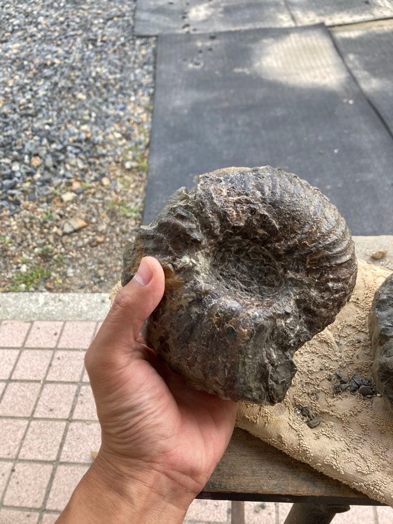 アンモナイト　2つセット　化石