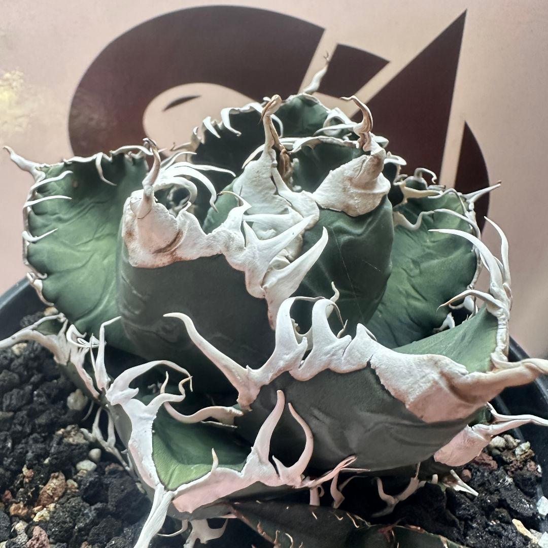 731【上澳園芸】 アガベ チタノタ 悪魔くん メデューサ 良質子株