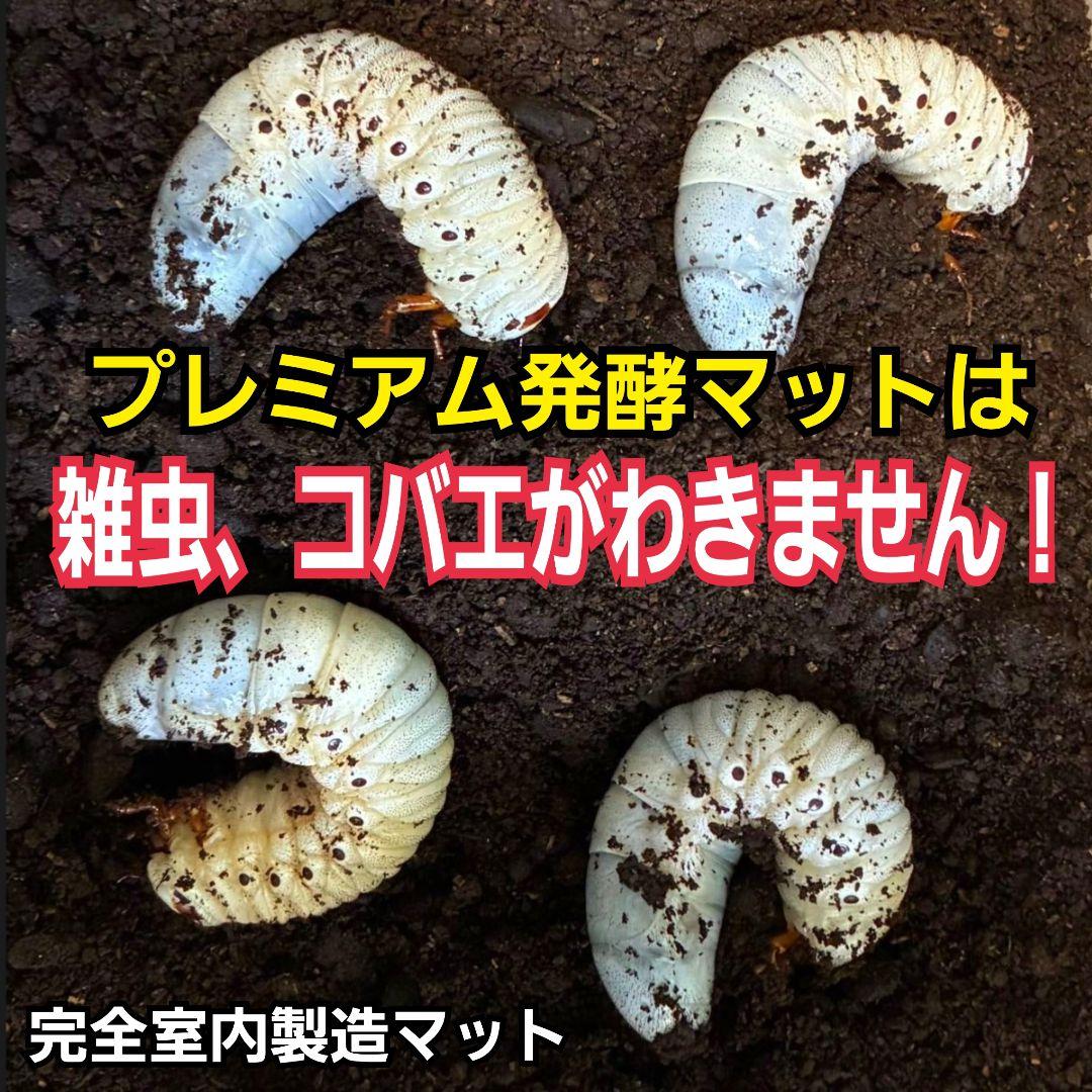 プレミアム3次発酵カブトムシマット　100リットル　ヘラクレス181ミリ羽化実績