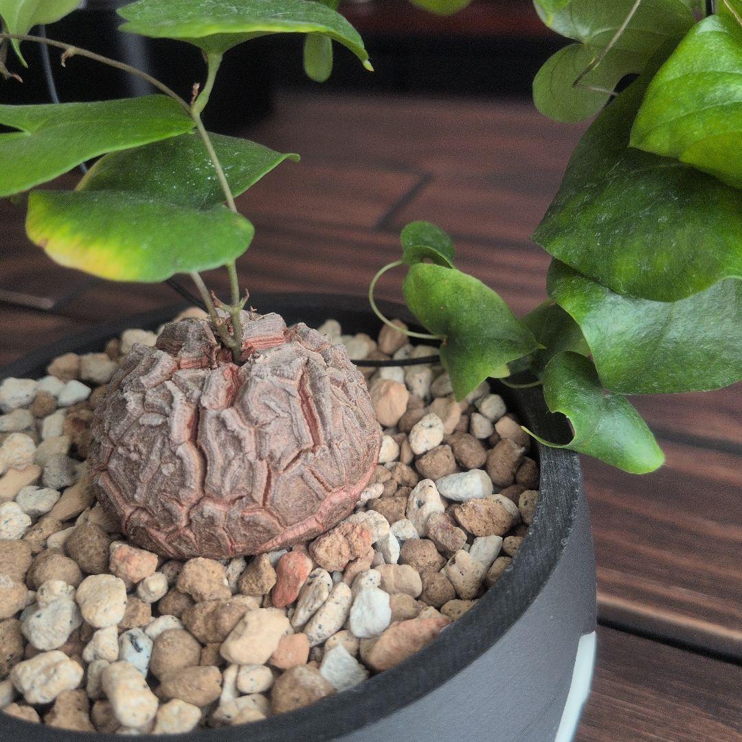 【良型】アフリカ亀甲竜 塊根植物 コーデックス ディオスコレアエレファンティペス