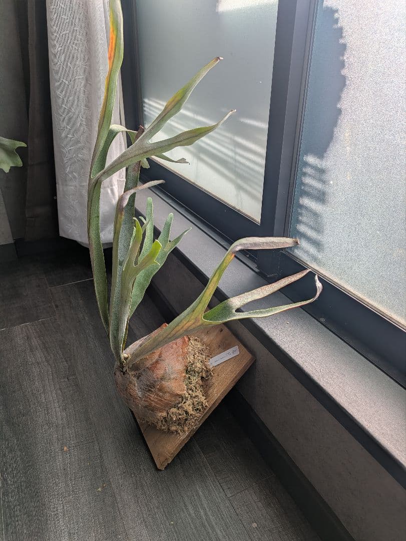 ビカクシダ P.veitchii ILF ビーチー Platycerium