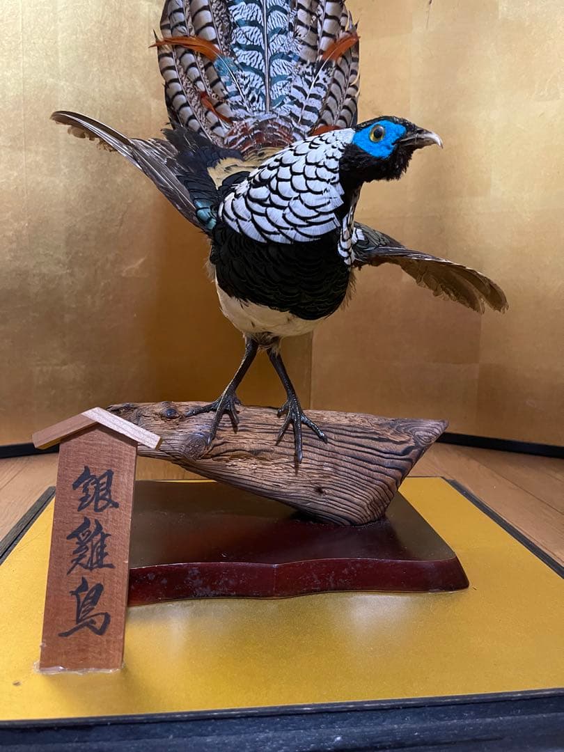 銀鶏鳥‼️美品‼️剥製‼️希少‼️高級品‼️ガラスケース付き‼️激安破壊出品‼️送料無料‼️