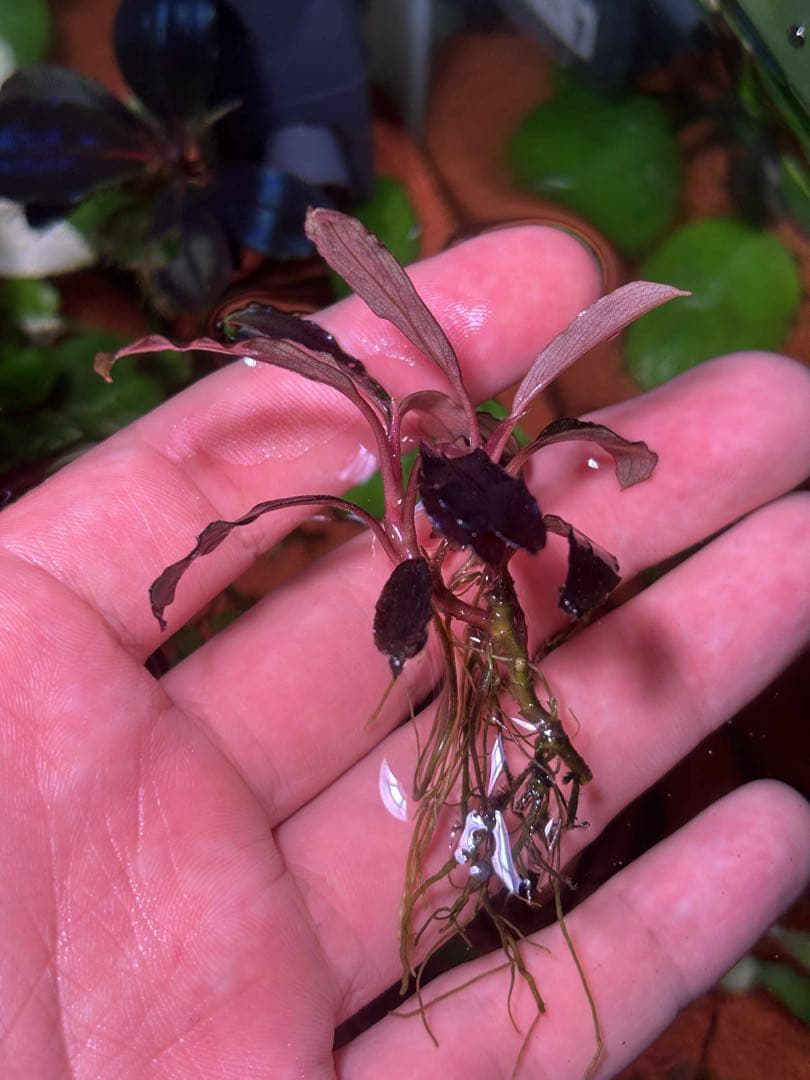 ブセファランドラspゴーストカリマンタン