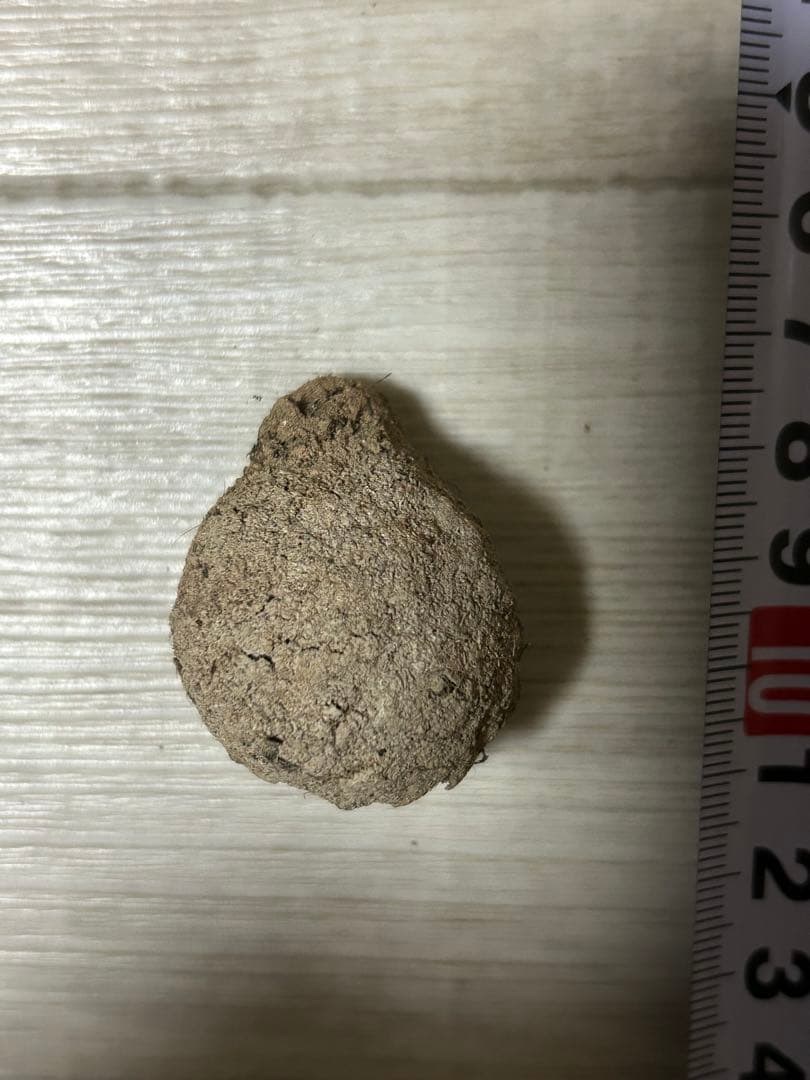 標本 タマオシコガネの玉　フンコロガシ　ダイコクコガネ