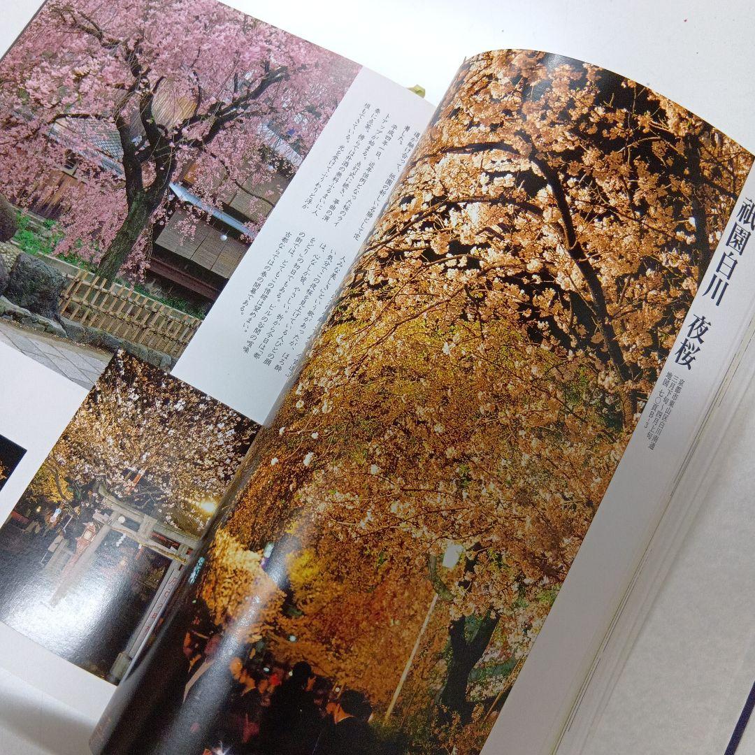 京の桜　佐野藤右衛門