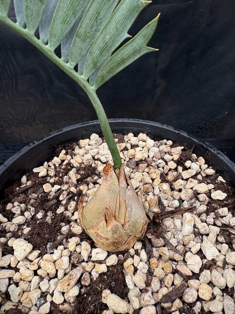 初売りセール　エンセファラルトス ホリダス ドワーフ　4㎝可愛いサイズ