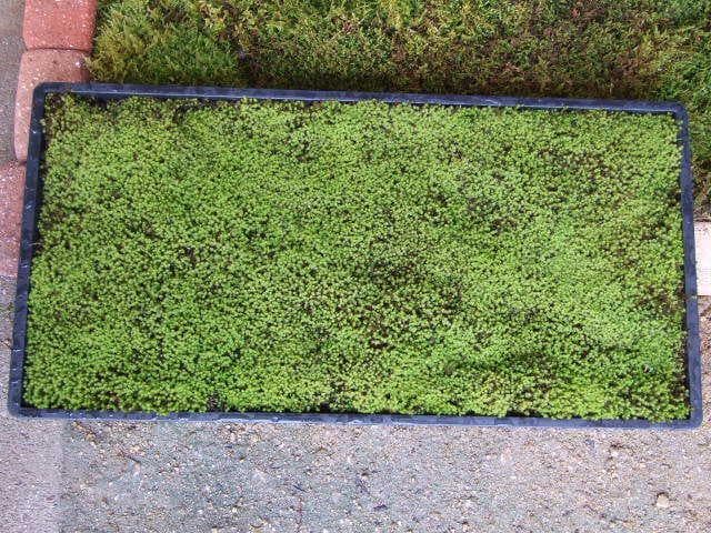 teru3　コケ各種6.5パレットとカサゴケ15本入1パック