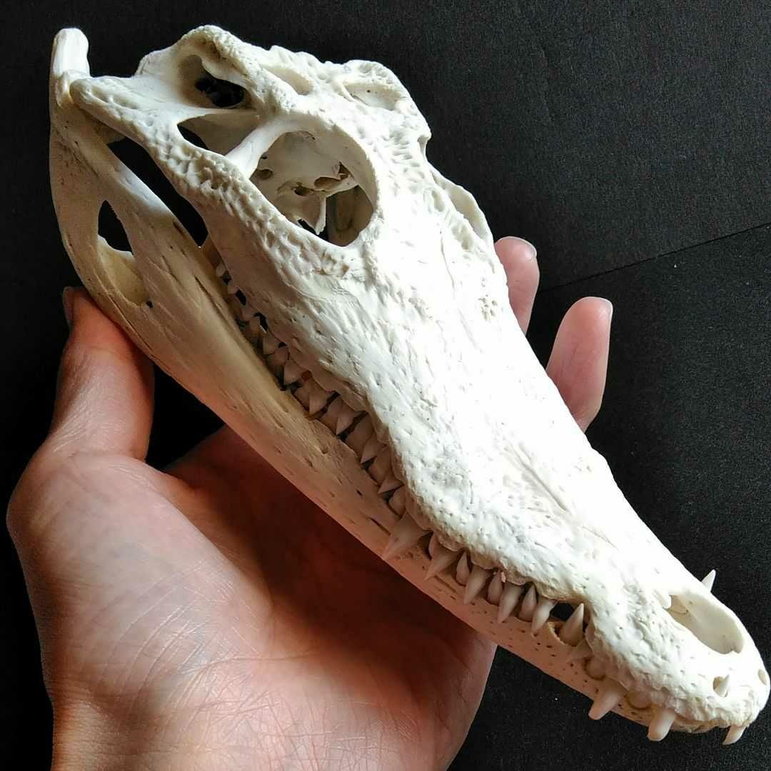 骨格　標本　ワニ　頭骨　クロコダイル　シャムワニ