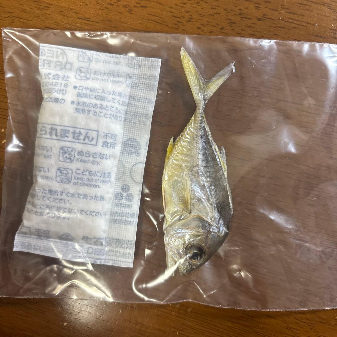 ロウニンアジ　GT ジャイアントトレバリー　魚　標本　ネイチャーテクニカラー