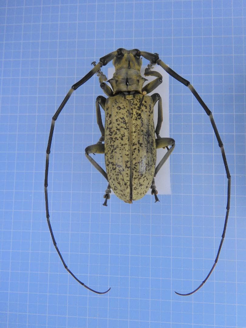 タイ産　大型フトカミキリ　現在入荷皆無　69mm