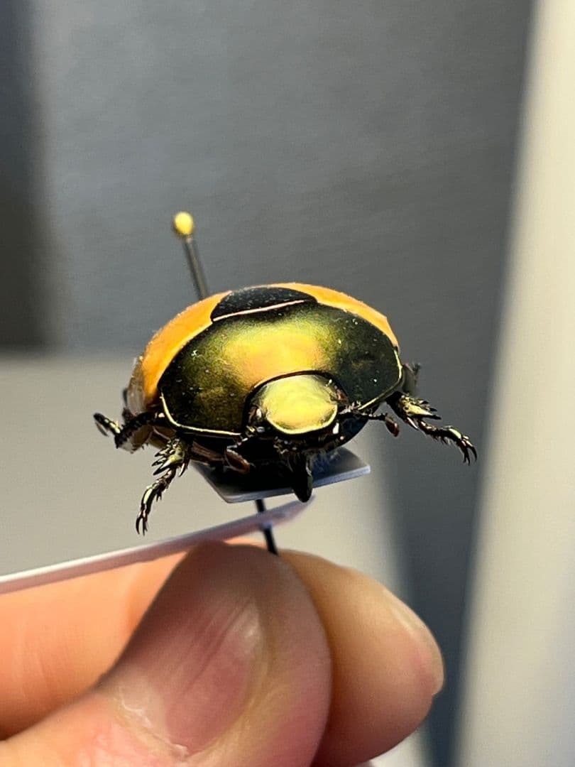 【28mm】クラバータカメノコブイブイ プラチナコガネ 昆虫標本 コガネムシ