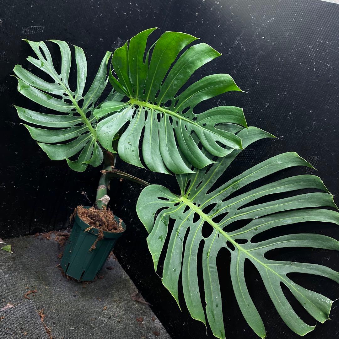 ナ*ル様 モンステラデリシオーサマクロコズム超希少系統鉢植え74㎝