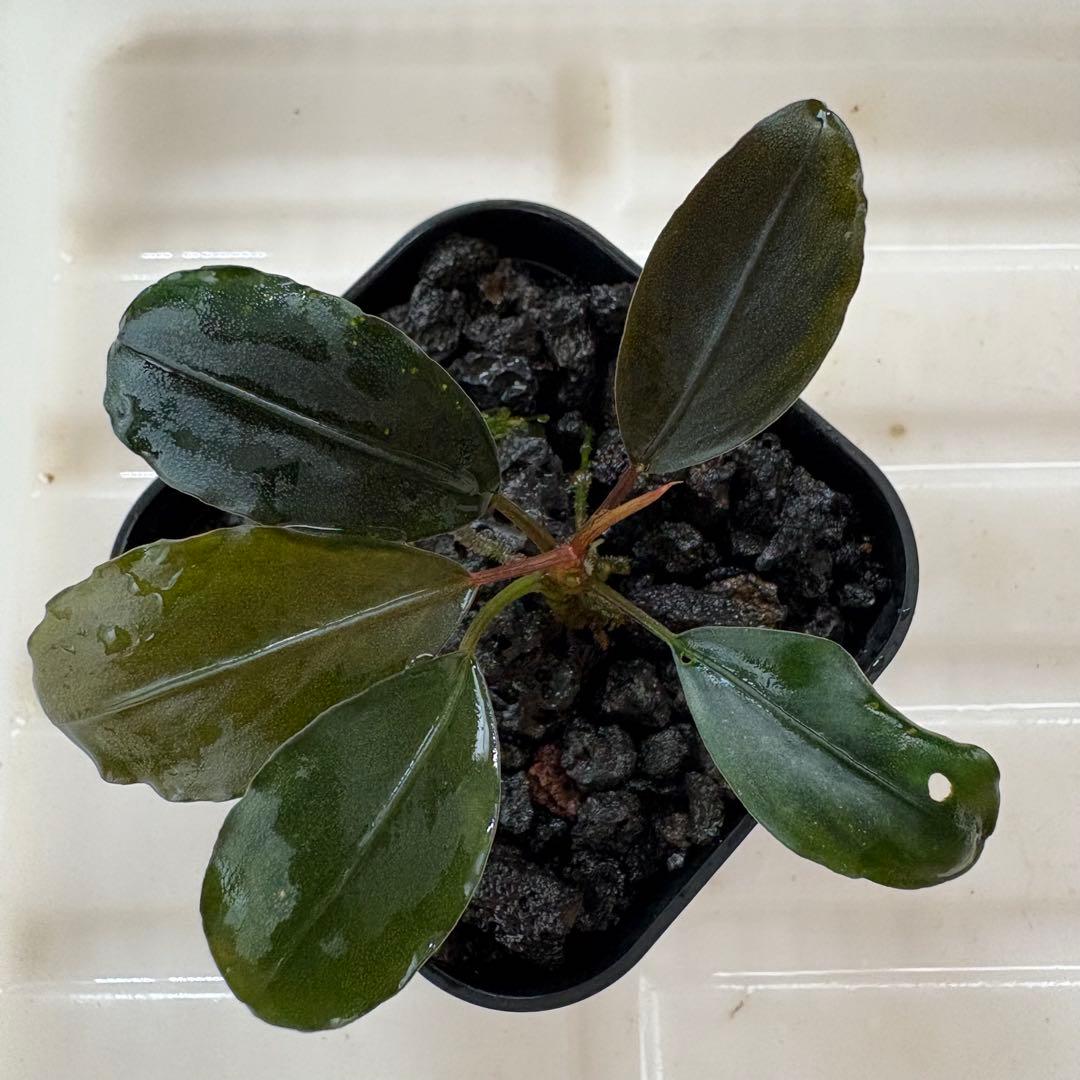 ①Bucephalandra Motleyana Padawan 水上葉