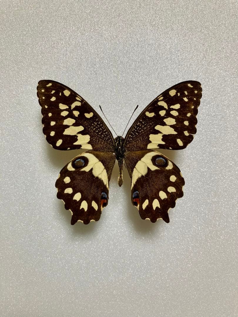 【2頭セット】マネシアゲハ、オナシアゲハ