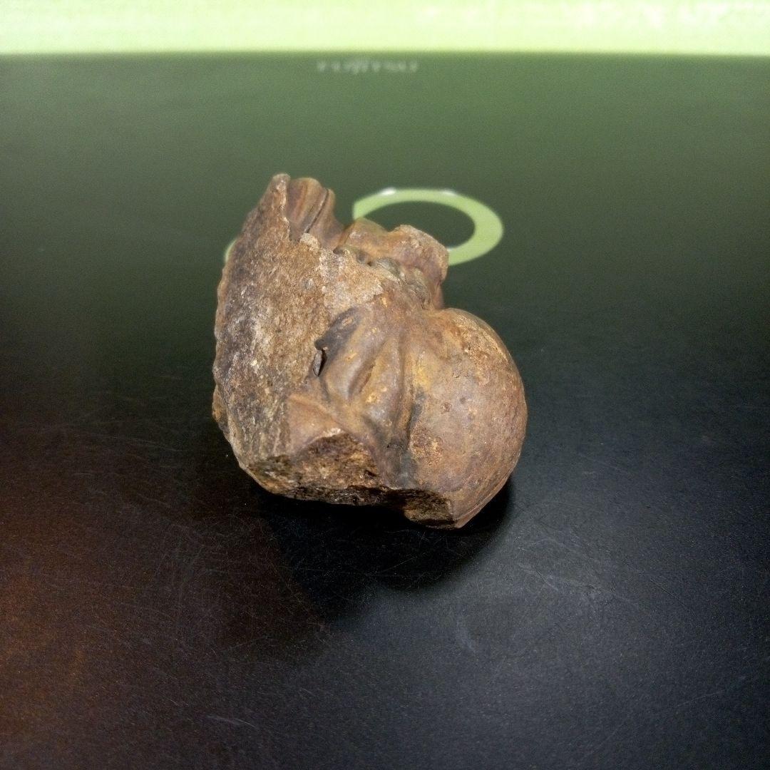 三葉虫　化石　fossil　ボリビア　trilobite　海生動物　三葉虫識別③