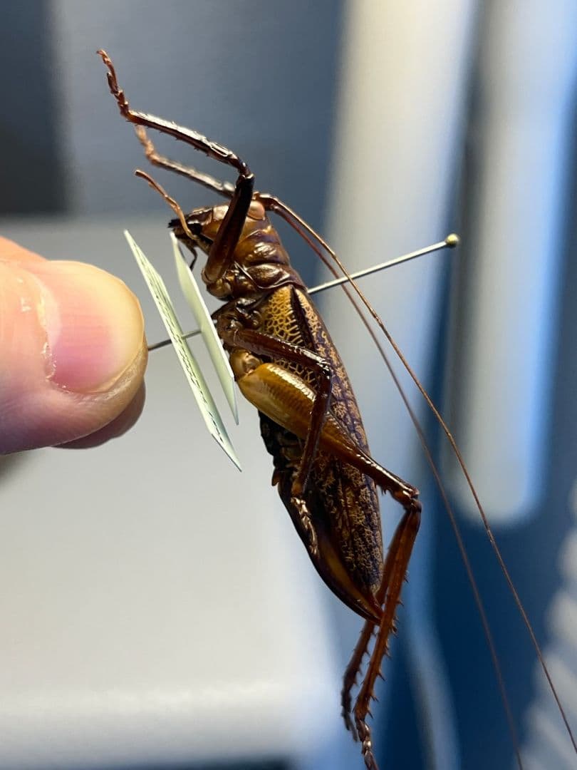 【極美展足】クワガタキリギリス 化け物キリギリス 昆虫標本 ウェタ