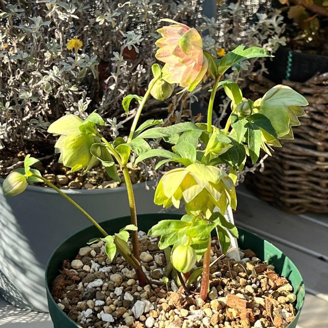 清*子様 ☘️蕾☘️タグ付き☘️根充実❤️沢山新芽元気株❤️666⭐️極上⭐️最