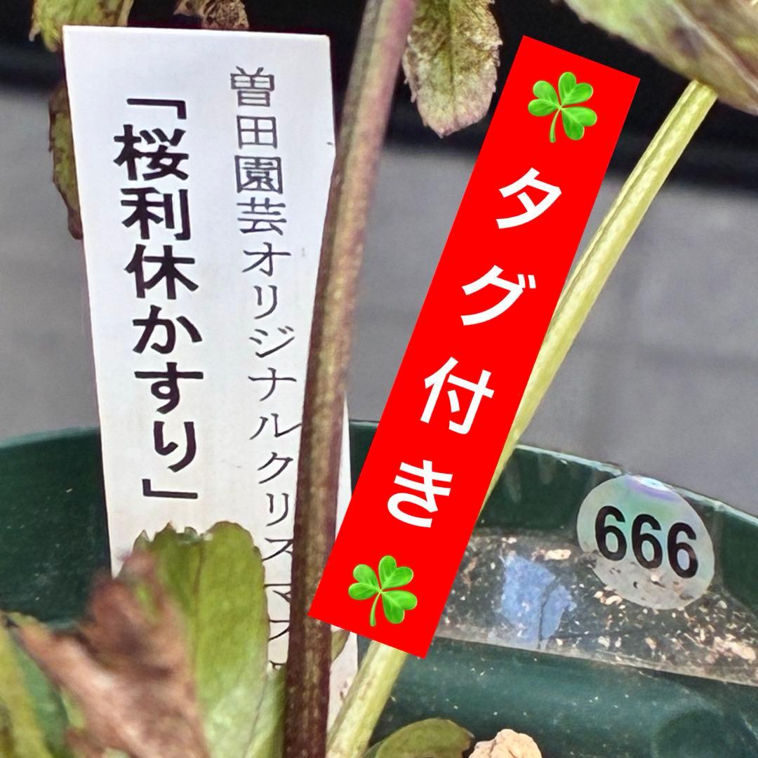 清*子様 ☘️蕾☘️タグ付き☘️根充実❤️沢山新芽元気株❤️666⭐️極上⭐️最