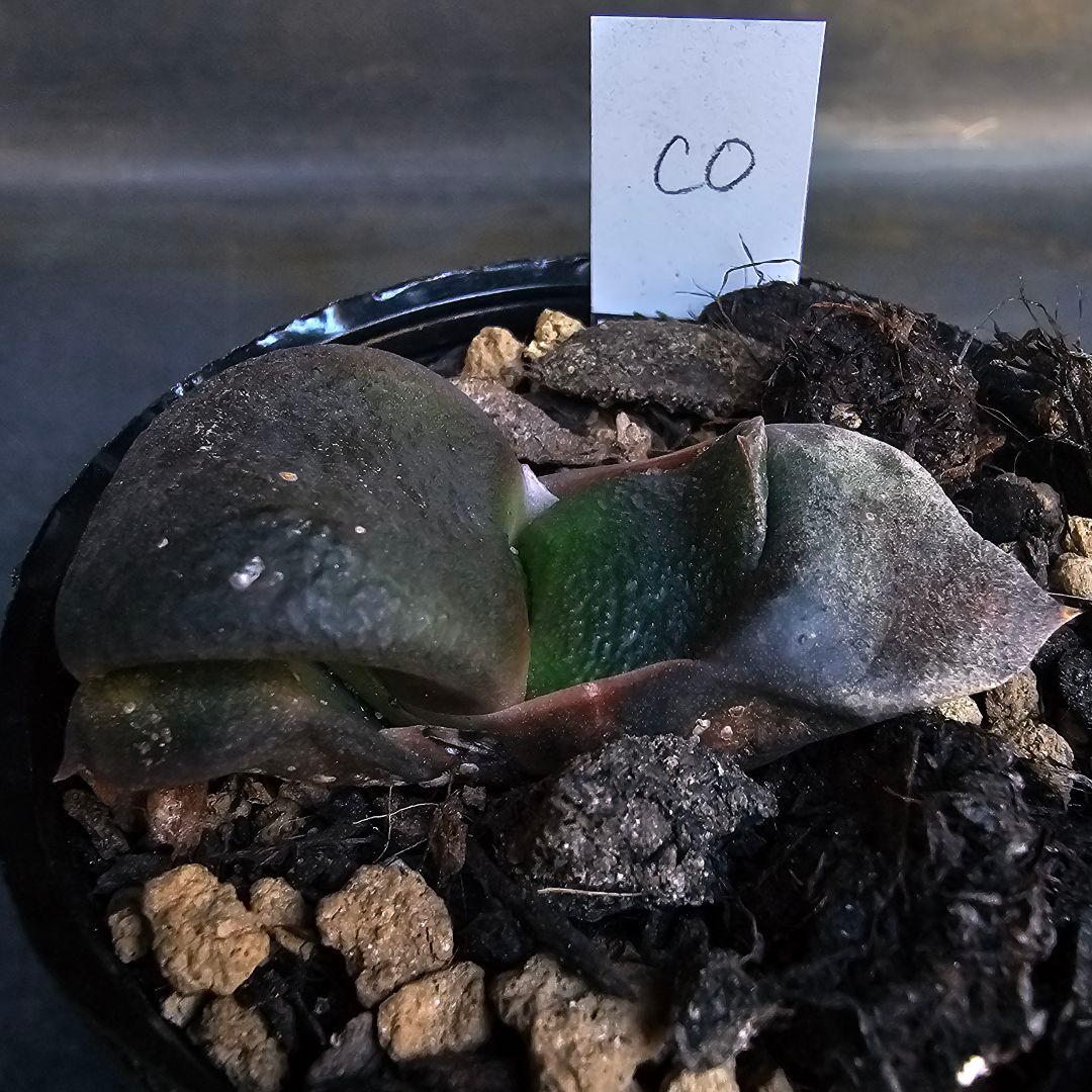 メルカリ便発送&ロウルサンコさんラベル付き☆ガステリア C0(シーゼロ)