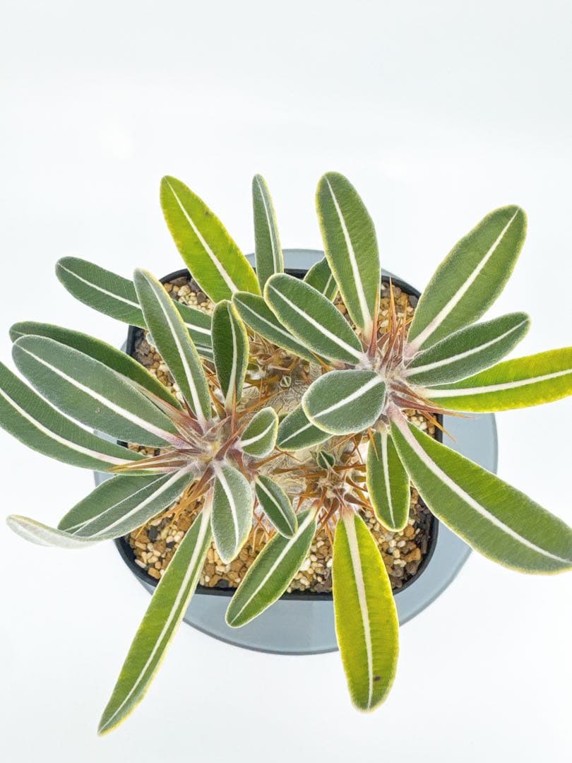 【Link】No62 実生 2年3か月 パキポディウム グラキリス