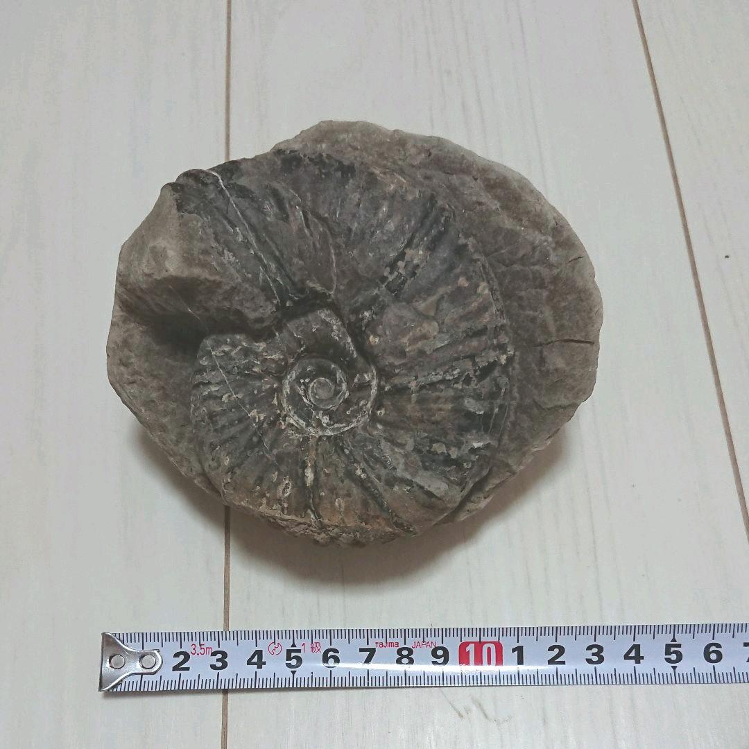 希少 アンモナイト 化石 入手困難 美品 本物