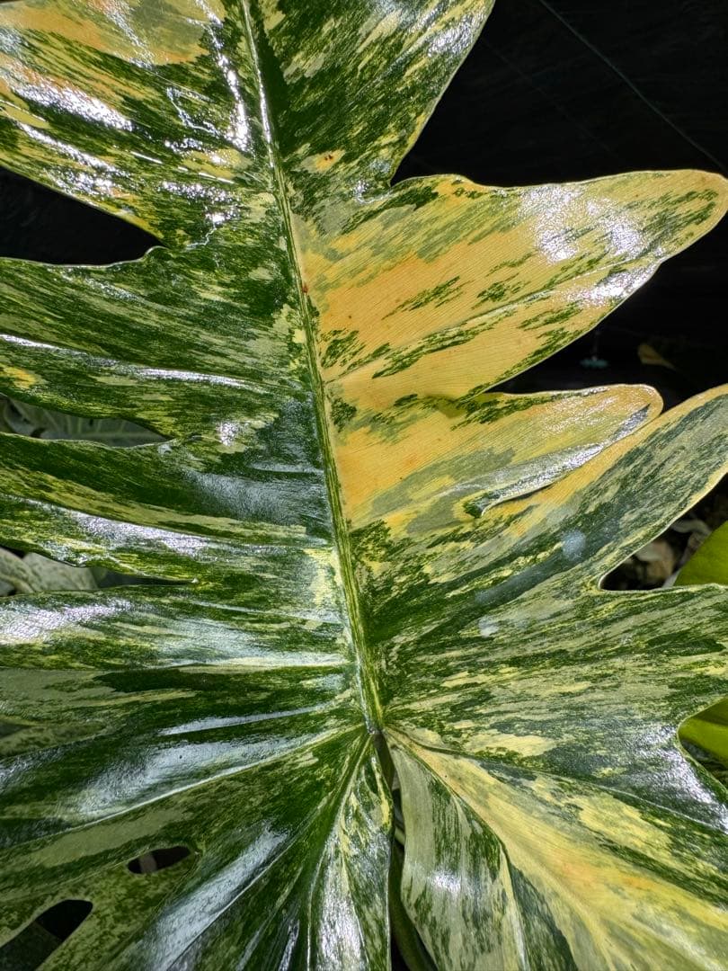 KN3 フィロデンドロン　キティナ　健康株