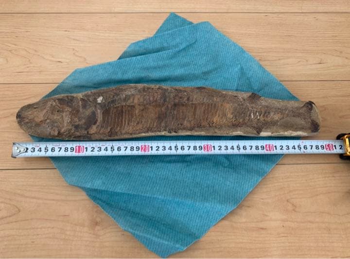 古代魚 化石 ① 白亜紀 1億3500万年〜1億6500万年前