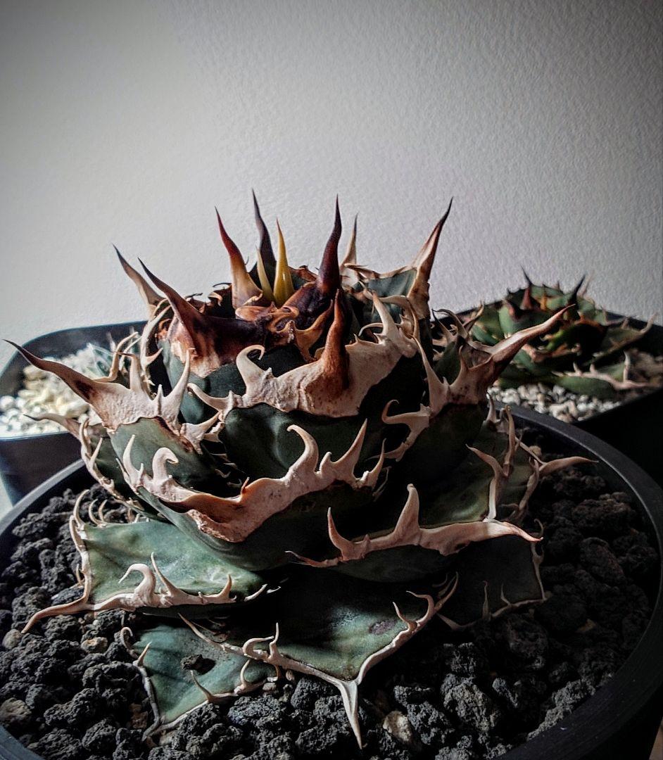 アガベ　チタノタ　コンパクト実生株　発根済み子株