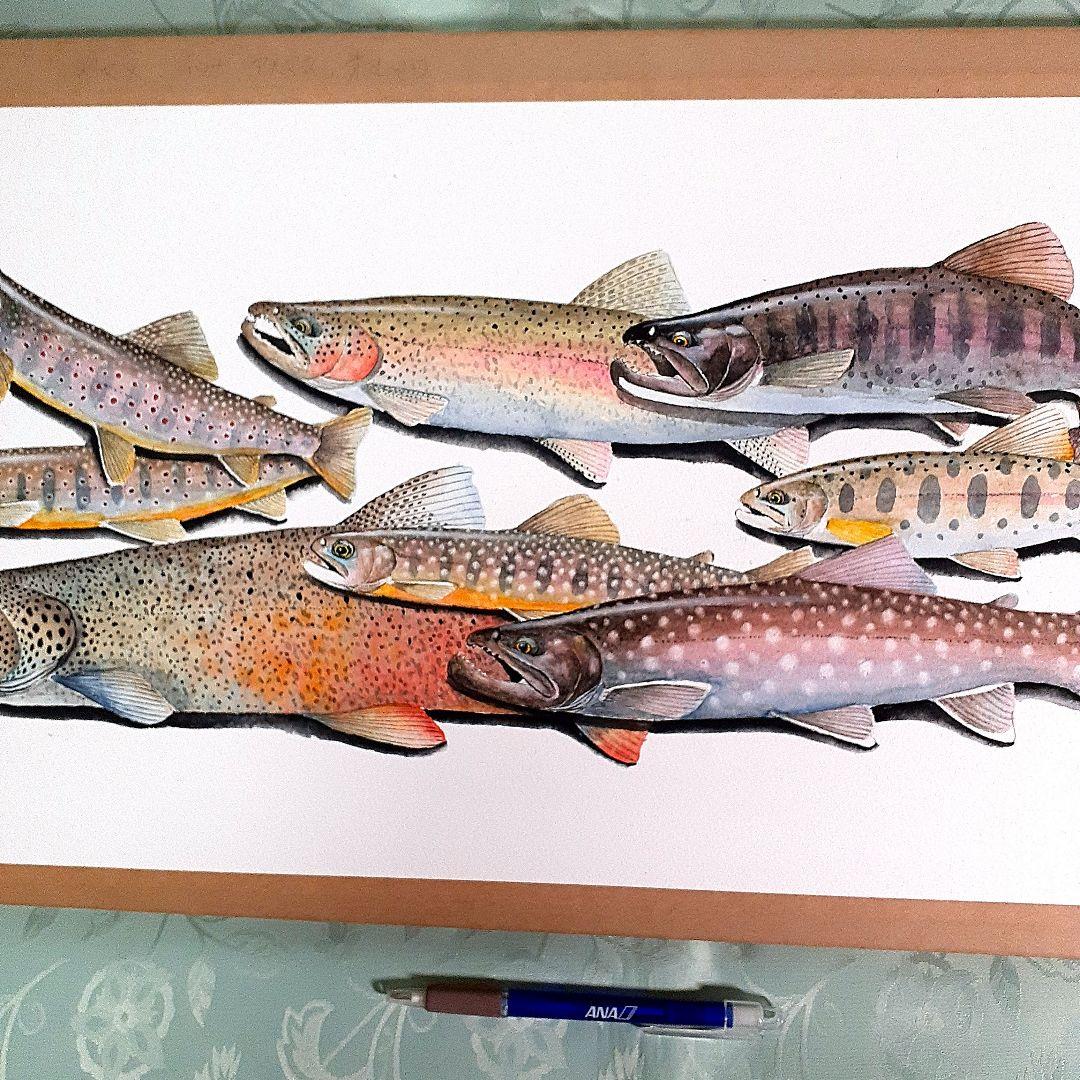 北海道の渓流に住む魚透明水彩画