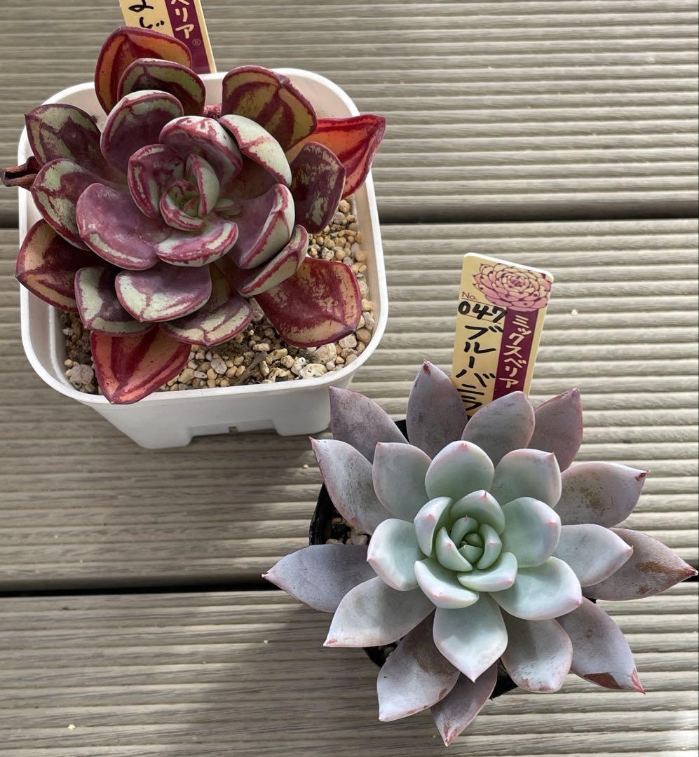 くまどり　ブルーバニラ　札付き　ミックスベリア　多肉植物