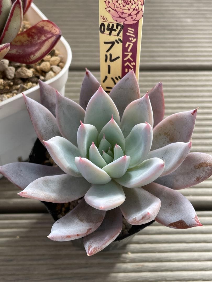 くまどり　ブルーバニラ　札付き　ミックスベリア　多肉植物