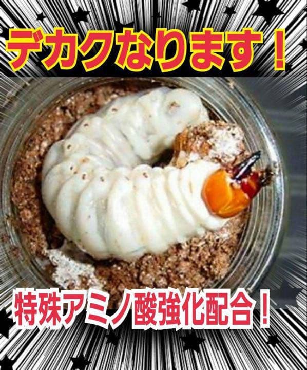 極上！ヒマラヤひらたけ菌糸ブロック【7個】トレハロース強化配合！オオクワに抜群！