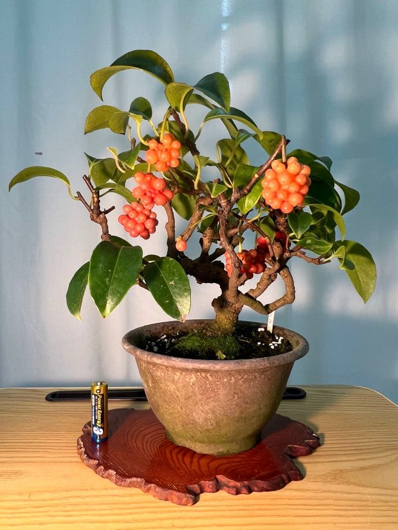 美男カズラ　ビナンカズラ　珊瑚礁