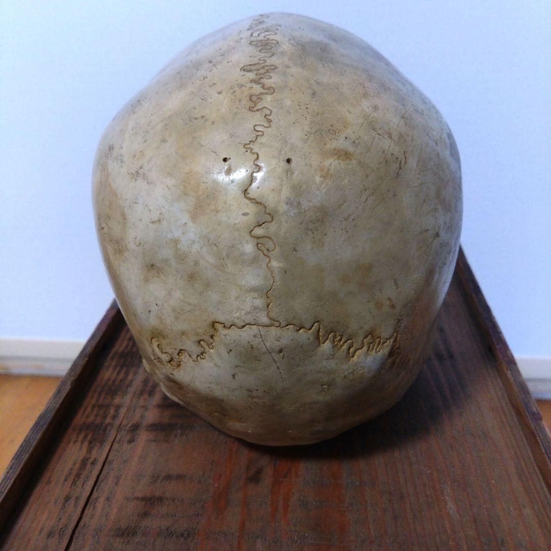 レトロな木箱入　頭蓋骨　　模型　田中狐峯製品