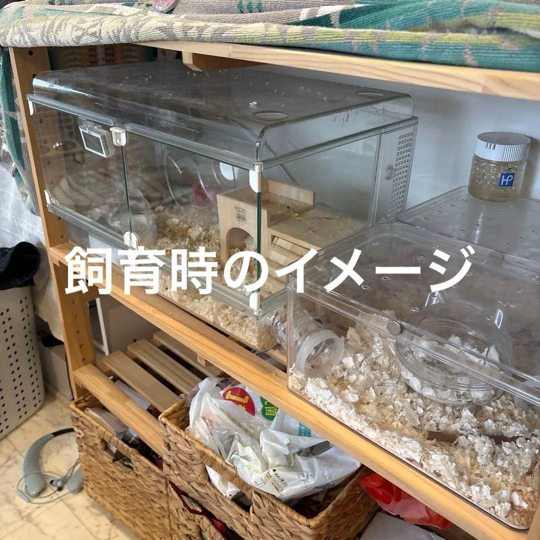ハムスター　飼育セット　アクリル　小動物ケージ