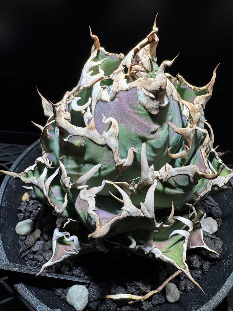 【断捨離】おまとめ品　アガベ　チタノタ　シーザー　ボール　大株