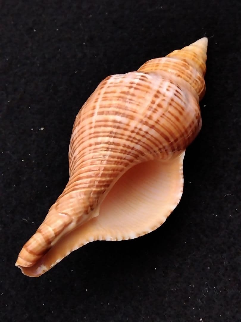 Narita様 リクエスト 7点 まとめ商品