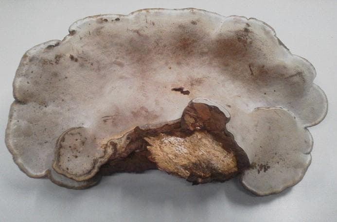 大きめ サルノコシカケ さるのこしかけ 北海道産