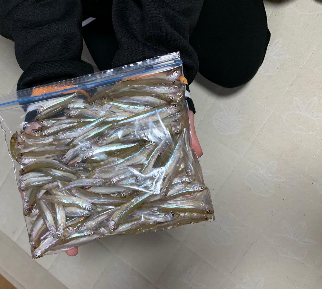 オススメ　 氷上ワカサギ釣り　ステンレス穂先　２本　　250ミリ