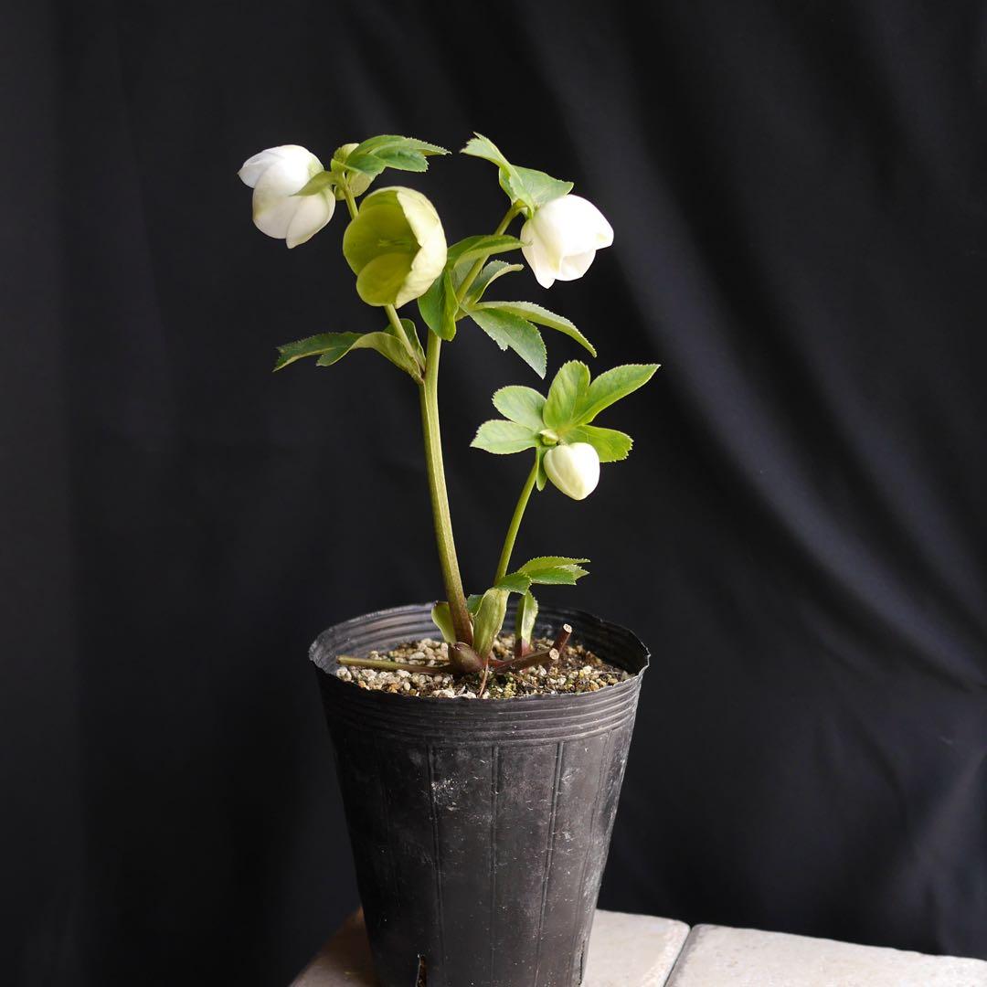 11335 深カップ縦ネク　ホワイトセミダブル　クリスマスローズ　開花株