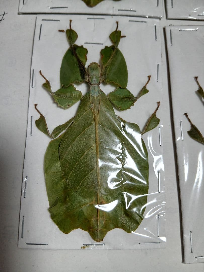 海外産標本｜インドネシア産 ナナフシモドキ（木葉虫）昆虫標本