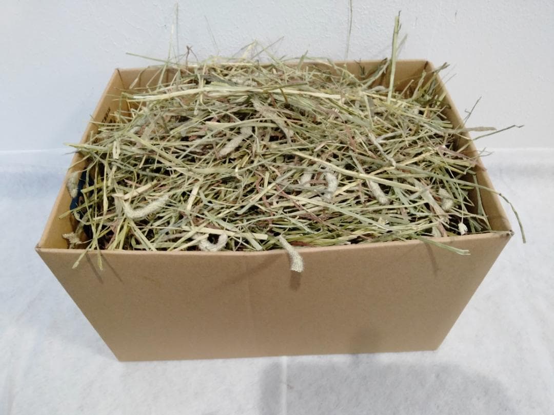 【処分価格】 カナダ産 チモシー 50kg スーパープレミアム １番刈り