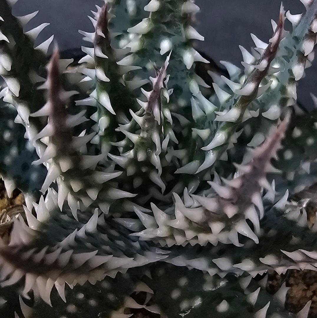 メルカリ便発送☆多肉植物 アロエ属 プラテンシス(実生選抜S4のカキコ苗)