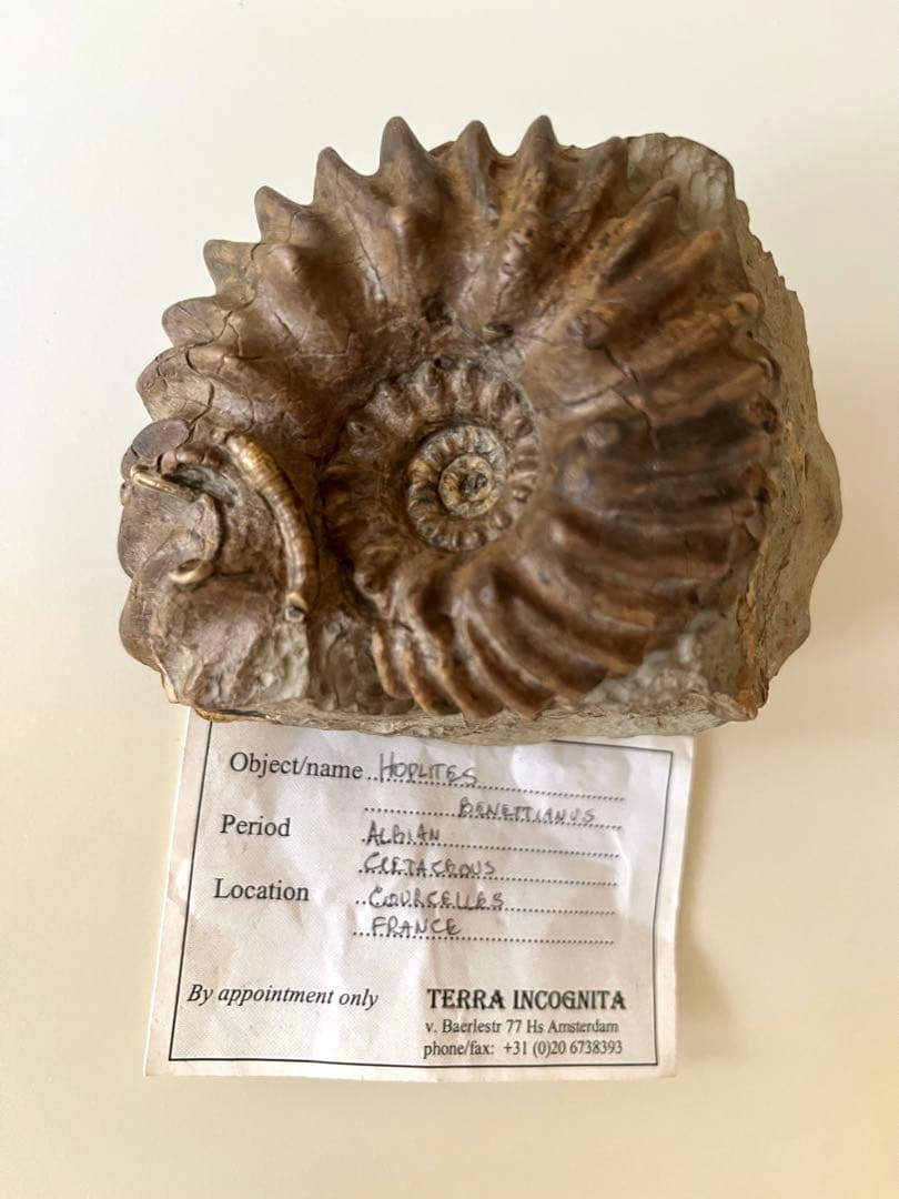 アンモナイト化石