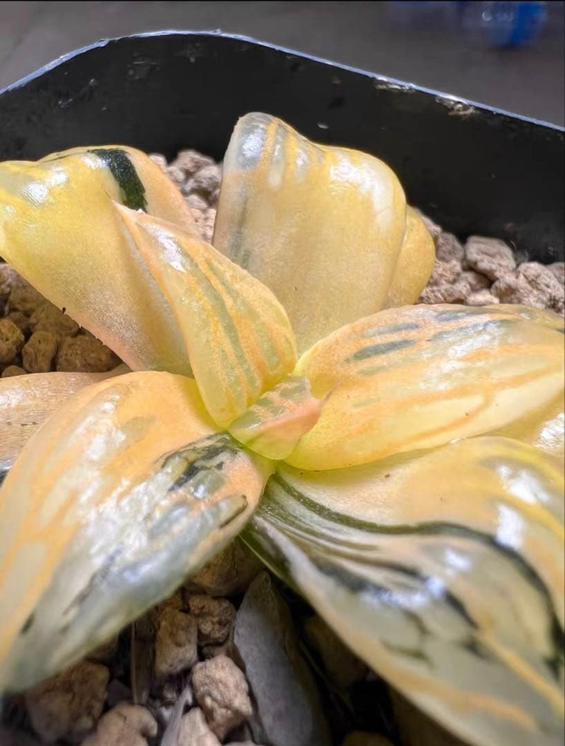 じ*む様 多肉植物　ハオルチア　雷影寿錦　コレクタ錦　鮮明錦　希少種