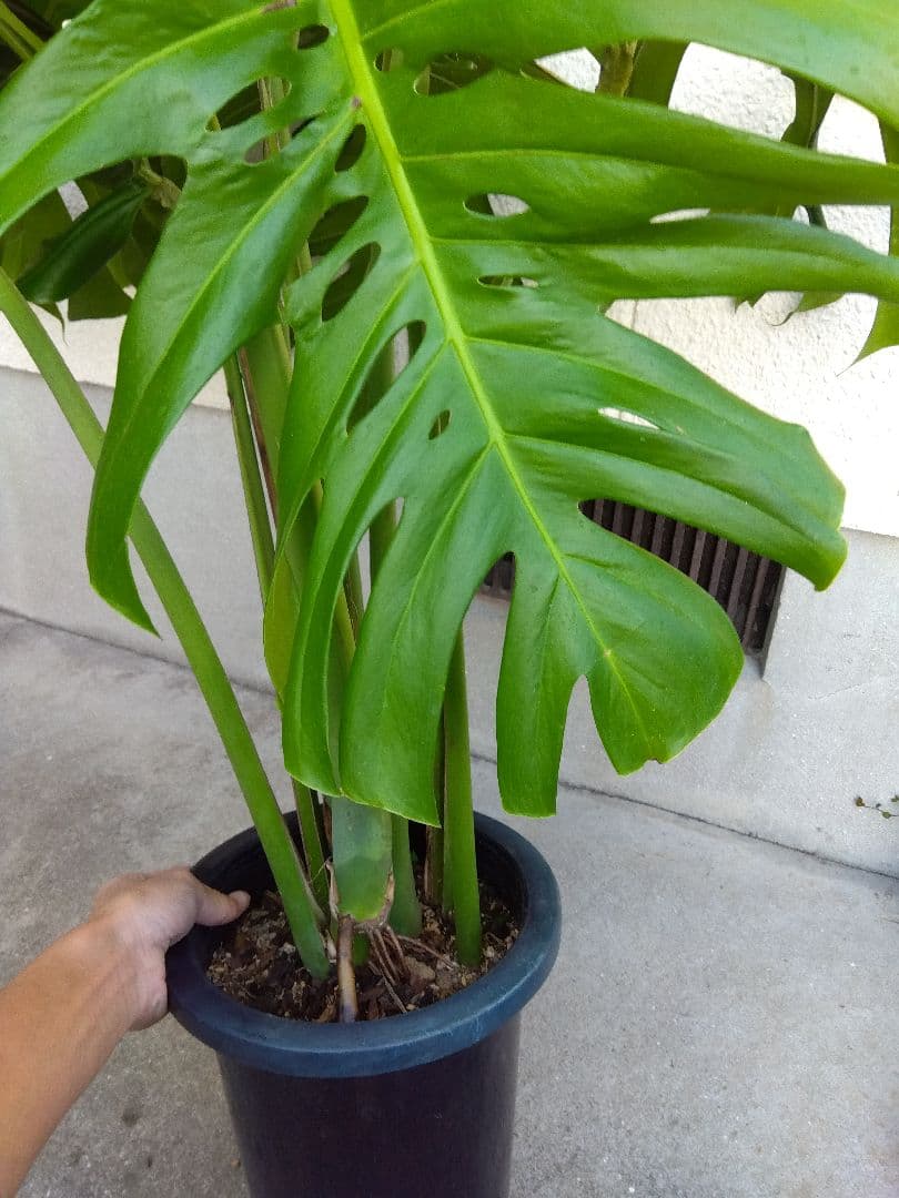 モンステラ　デリシオーサ　8号鉢つき　深穴開き❗2株植え❗　①