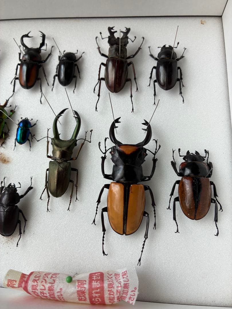 クワガタ標本 セット 標本ケース2個