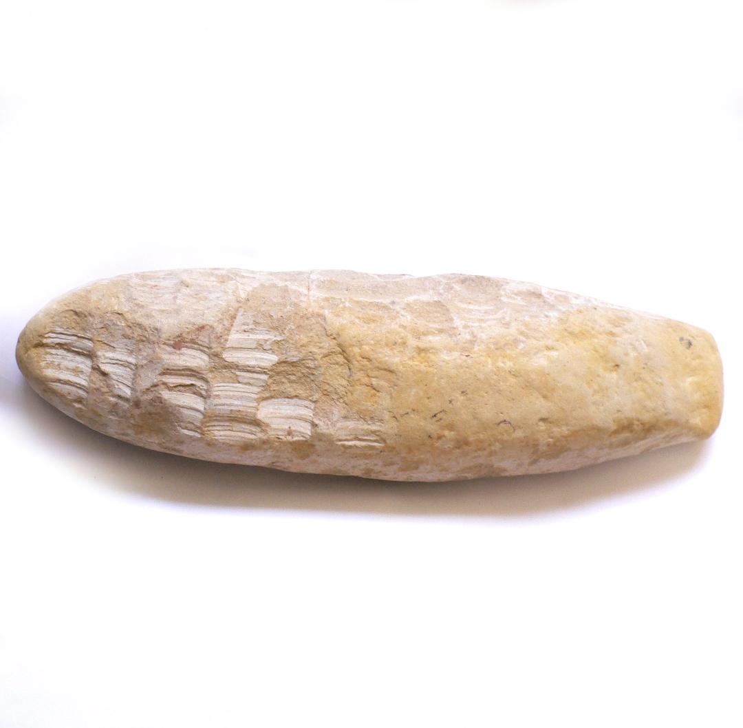 値下げしました！　ブラジル産のレアな古代魚の化石