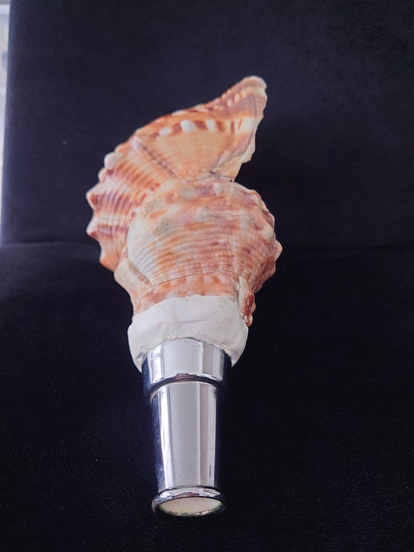 法螺貝　歌口付　ほら貝　ホラガイ